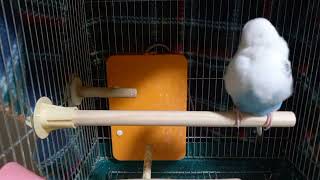 【セキセイインコ】ひばりちゃんとサザエさん日記