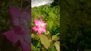 ശോ നല്ല മഴ 😁മുകളിൽ ആരും നോക്കണ്ട 🤭 #tamil #lovesong #song #music #public #nature #rose #flowers