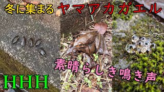 #101【素晴らしき鳴き声ヤマアカガエル】　ヤマアカガエル　Mountain Brown frog　Brownfrog Sound　カエル　カエル鳴き声　ヤマアカガエル鳴き声　交尾　包接