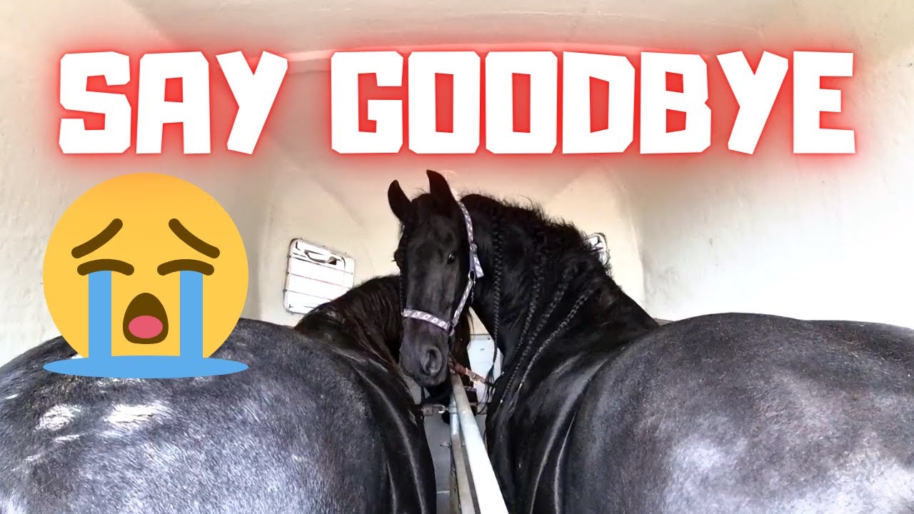 Say goodbye to these 2 beauties! Very sad. And we shuffle horses | Friesian Horses