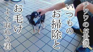 【チワワのお世話】洗濯日和なのでベッドを洗濯！この時期お毛けがよく抜けるので「掃除機」と「お毛けがよく取れる君」が大活躍！