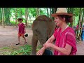 🐘 Kerchor Elephant Sanctuary Chiang Mai with baby elephant [2024]