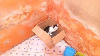 Husky pranked By Scary Big Foot box
