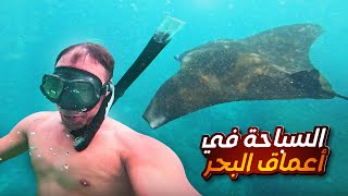 إستكشاف أعماقlemboghan: معلومات صيدdogtoothtuna و سباحة مع المانتا راي و الدلافين !🐬🐟🐢🐠