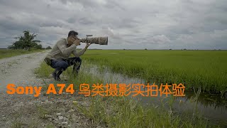 Sony A74 鸟类摄影实拍体验