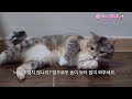 머리부터 발끝까지 놓치지않을 그루밍 cute grooming cat catvideos 고양이 고양이영상 고양이그루밍 catgrooming ねこ