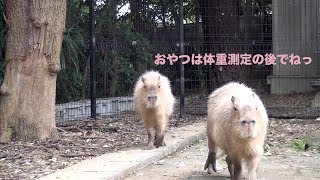 おやつは体重測定の後でね　大宮公園のカピバラたち