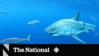 Shark watchers off Nova Scotia are going to need a bigger boat