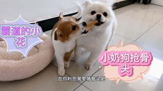 收养的小奶狗越来越霸道，占领狗窝后敢抢博美犬嘴里骨头