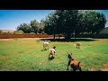 They're finally FREE! (goats, chickens, & pigs escape to the pasture)