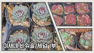 이새네 바위솔/세덤 23년 첫공개(2/26촬영)