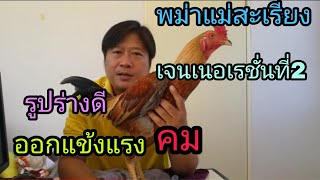 EP4.ไก่พม่าแม่สะเรียงเจนเนอร์เรชั่นที่2