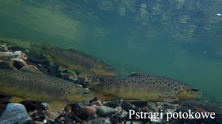 Pstrągi potokowe z małej rzeki część 2. Brown trout from a small river part 2