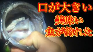 ホタルイカパターンで美味い魚が釣れたので捌いて食べた！