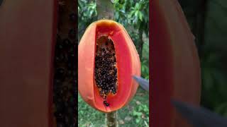 വീട്ടിലെ റെഡ് ലേഡി പപ്പായ വിളവെടുപ്പ് | Harvesting red lady papaya at home