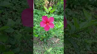 same as this emoji 🌺#naturelovers #naturephotography #love #nature #status #flowers #hibiscus