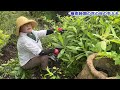 【花の谷オールドビレッジ】7月梅雨時期にしておきたい草花の切り戻し／樹形を整え生育を良くする／秋に合わせ株元から切る【吉村雅代】