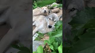 What can we learn from wolves resting?