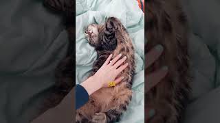 THIS is why cats sleep on their BACK