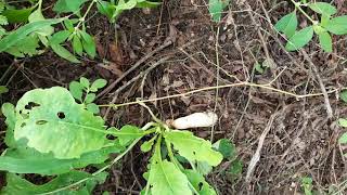 Mini forest 1 year old at DATC Kadajji Davangere Dist.