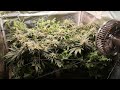 indoor grow s2e8 das ende ist nah bubble gum im mars hydro fc1500 evo 80x80x160