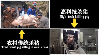 中国农村传统杀猪VS国外高科技杀猪|到底是那种杀猪方式是我们能接受的呢？