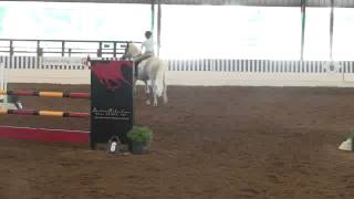 Video of ABSOLUTE ENVY ridden by HALLE KUTSCHE from ShowNet!