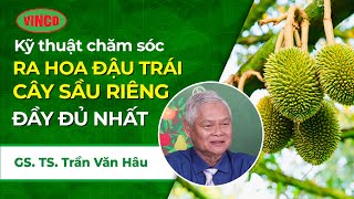 Kỹ thuật chăm sóc cây Sầu riêng RA HOA ĐẬU TRÁI từ GS. TS Trần Văn Hâu - Dr. VINCO