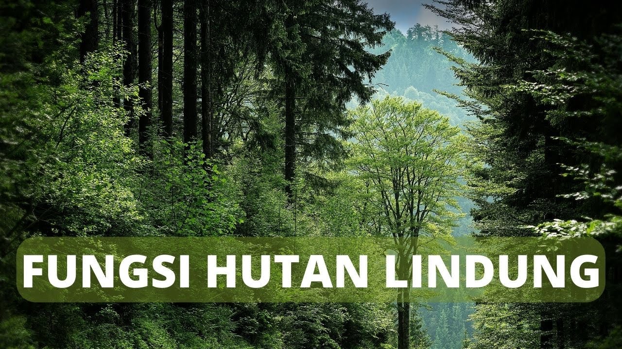 5 Fungsi Hutan Lindung Dan Contohnya Di Indonesia - YouTube