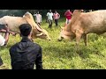 Bull fight sarvalich Bunty🔥vs Anjurdivyacha Navlya 🔥