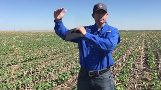 Virtual Field Day: Cotton Population Demonstration