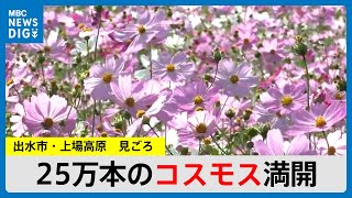 上場高原で25万本のコスモス満開　一方で気温は真夏日…あす19日まで気温高く　鹿児島(MBCニューズナウ 2024年10月18日放送)