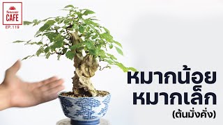 ตัดแต่ง บอนไซต้นหมากเล็กหมากน้อย (มั่งคั่ง) Bonsai tree care [EP119]