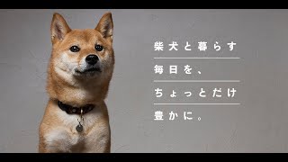 【CODBO6】ライブ字幕配信