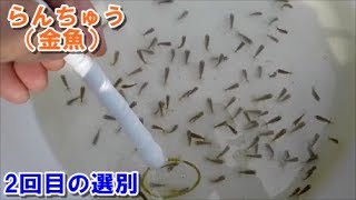 （金魚）らんちゅうブリーダーの飼育記録No 24