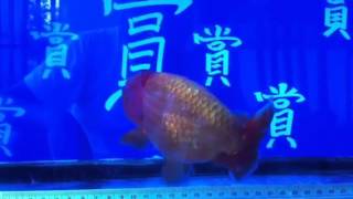 金魚-賞魚閣出品