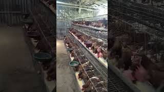 লেয়ার মুরগির কাবার দেওয়ার দৃশ্য। How two layer poultry farm in Bangladesh.