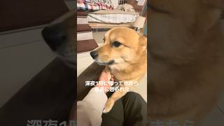 深夜に帰ってきたら犬に怒られました