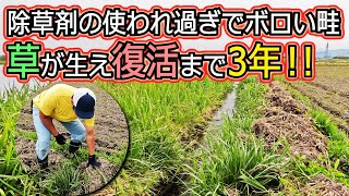 【あぜ 復活！】除草剤を撒かれ過ぎてボロボロだった畦（あぜ）が3年で草が生えて復活しました！