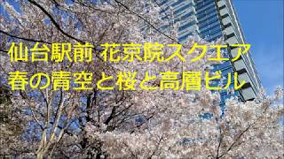 仙台駅前花京院スクエアから満開の桜と鳥のさえずり