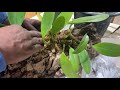 an orchid a day episode 349 mounting a big bulbophyllum