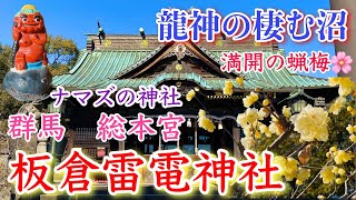 [群馬][龍神][蝋梅]〜満開の蝋梅に癒される上州総本宮「板倉雷電神社」〜ご眷属のナマズ・白龍弁財天・道の駅で愛の鐘を鳴らす！