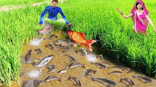 चावल का खेत मछली पालन वाला Rice Field Fish Farming