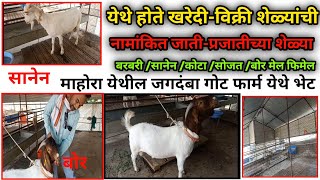 महाराष्ट्रात पहिल्यांदा शेळ्यांची खरेदी विक्री@JAGDAMBGOATFARMMAHORA  सानेन/कोटा/आफ्रिकन बोर