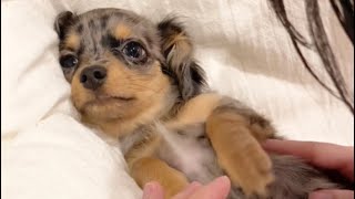 【もらい泣き】パパに怒られてまさかの泣いてしまったチワックス子犬