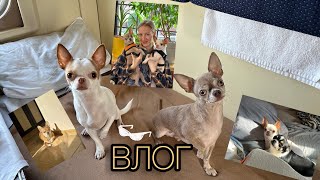 ВЛОГ/vlog🐶🐶 Лечение собаки, прогулки в роще, походы по заведениям)) Чихуахуа в деле!