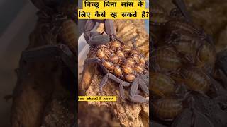 एक बिच्छू बिना सांस लिए 6 दिन तक कैसे जीवित रह सकता है?😱😨Bicchu ka Rahasya 😨☠️ #scorpion #scaryfacts