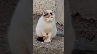 This White Cat is Supercute!!! #supercute #whitecats #catlovers #streetcats