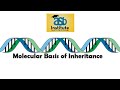 MOLECULAR BASIS OF INHERITANCE ( CLASS-XII)