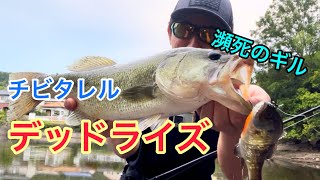 【バス釣り】バスの本能を刺激する死にかけのギルがこちら！【チビタレルデッドライズ】